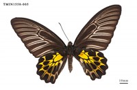 藏品(黃裳鳳蝶)的圖片